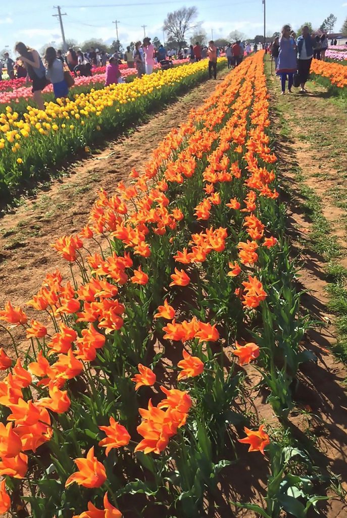 A Texas Tulip Farm With Roots In The Netherlands Plano Magazine