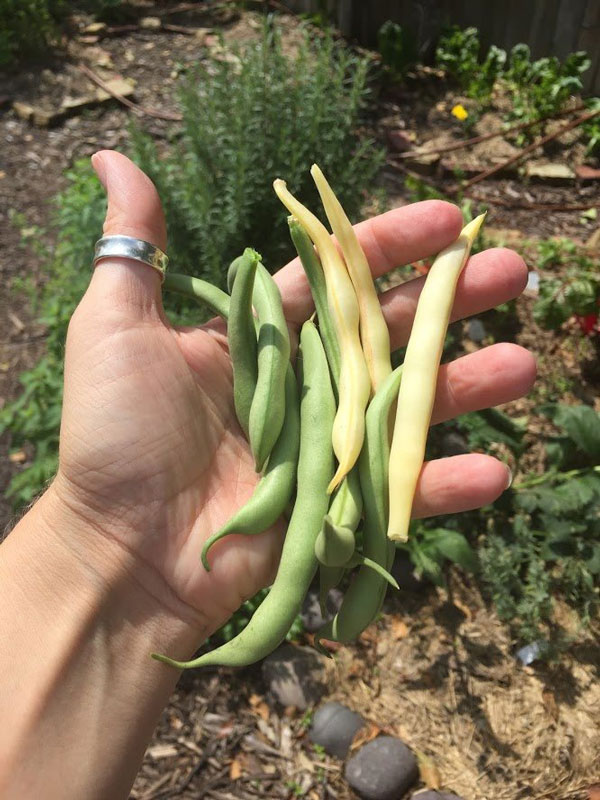 Homegrown beans