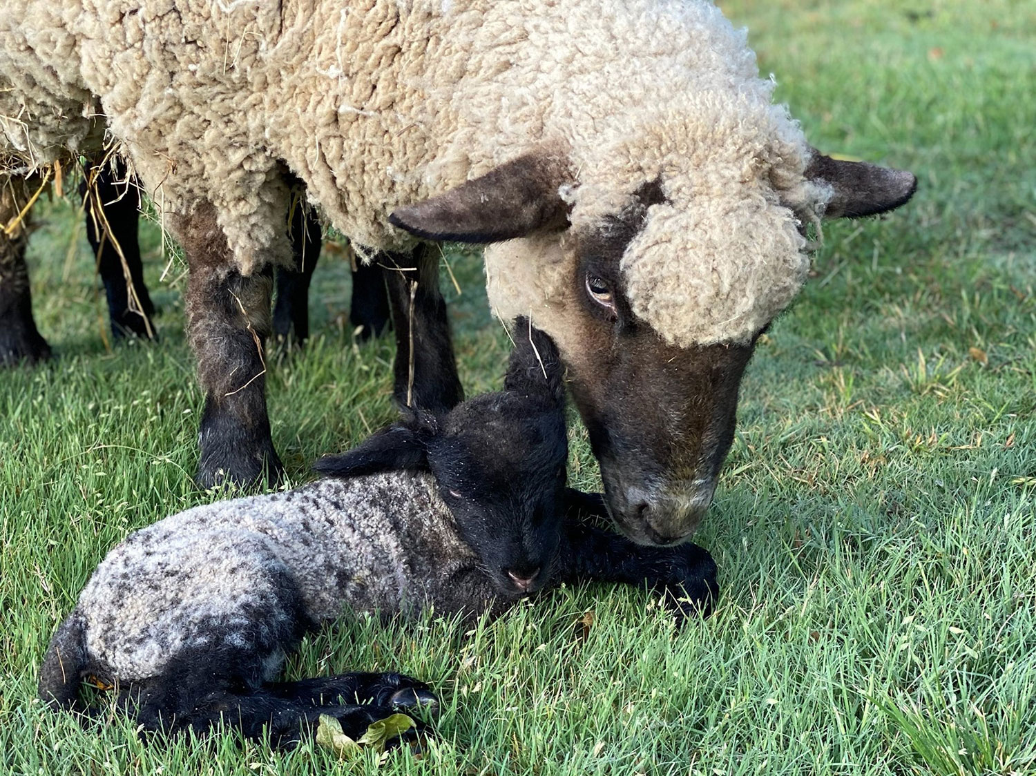 New lamb born this spring on the Farmstead // courtesy Shalley Boles