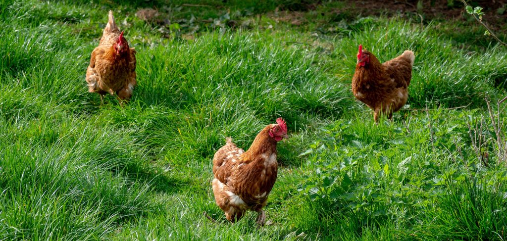 Chickens coming to Plano backyards
