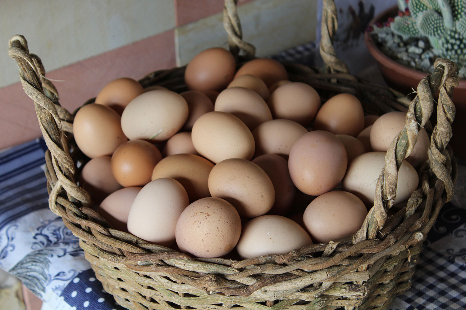 eggs // photo Rebekah Howell