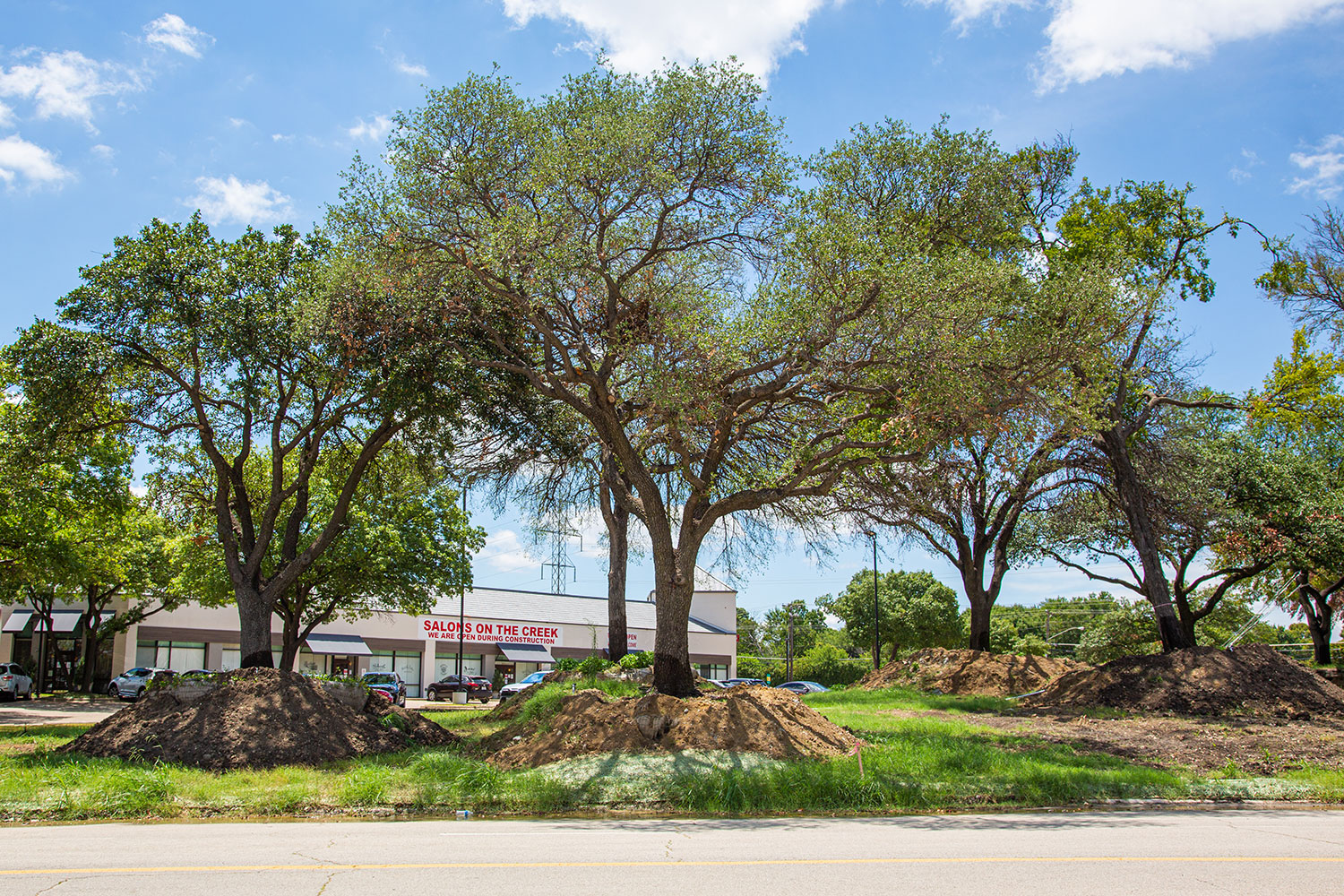 Relocated trees will be replanted in the finished development // photos Jennifer Shertzer