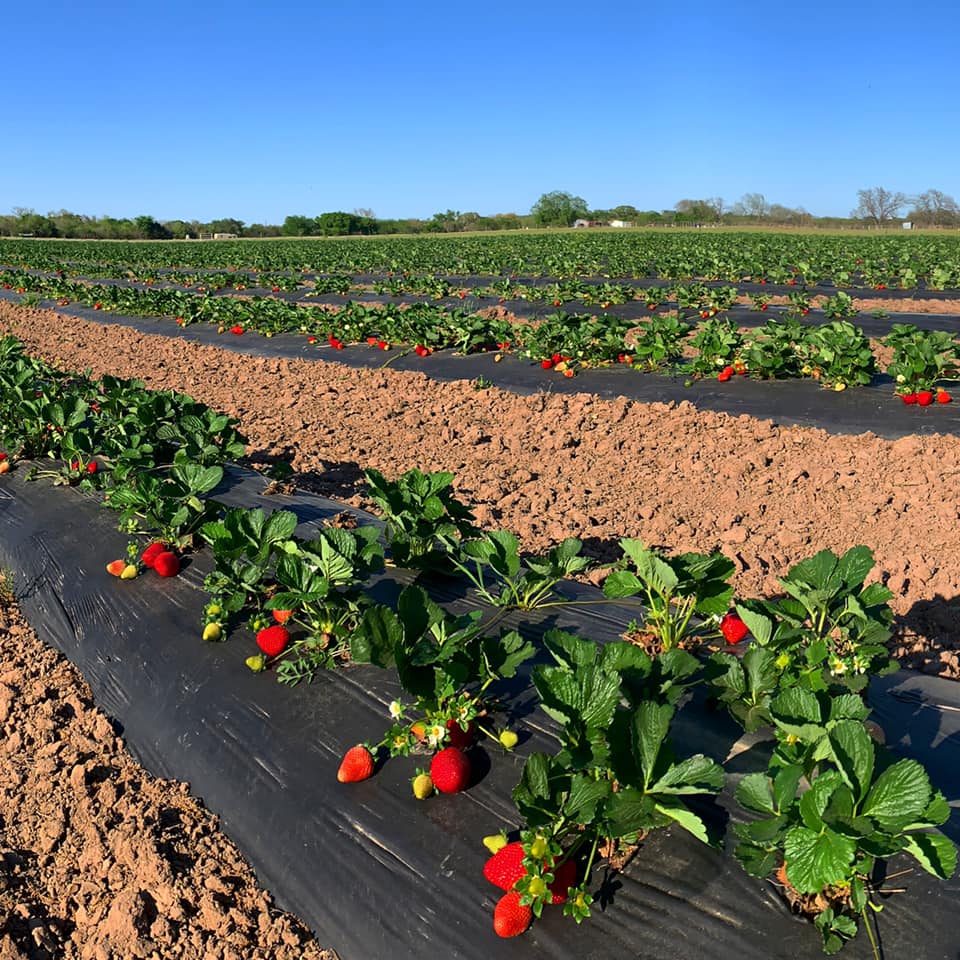 Pick-your-own fields // courtesy Pecan Creek Strawberry Farm