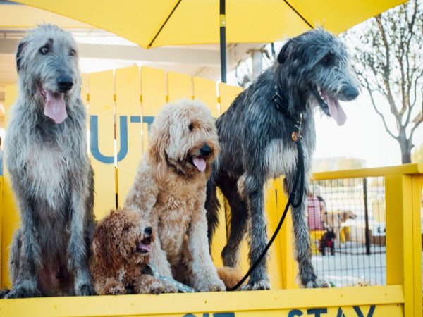 MUTTS Canine Cantina coming to Watters Creek