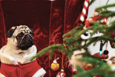 Pug dog in Santa suit by tree.