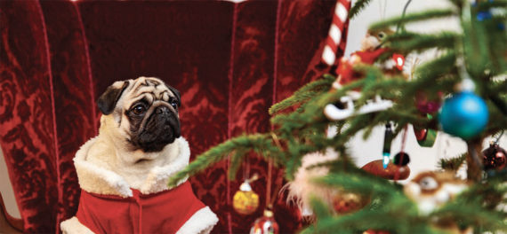 Pug dog in Santa suit by tree.