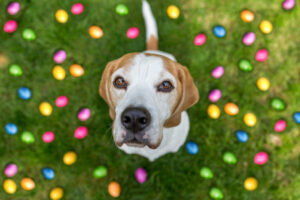Getty image Beagle looking up, sitting on green grass surrounded by colourful Easter Eggs