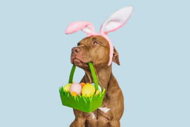 puppy and a basket of Easter eggs Credit:Getty/Sviatlana Barchan