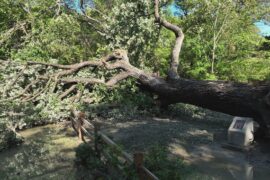 Plano’s Quadricentennial Bur Oak. Photography courtesy of Plano Parks & Rec