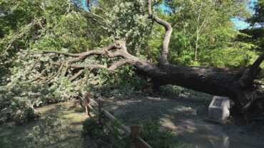 Plano’s Quadricentennial Bur Oak. Photography courtesy of Plano Parks & Rec