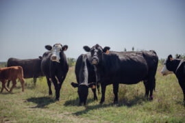 Cows in a field. Photo Lauren Allen