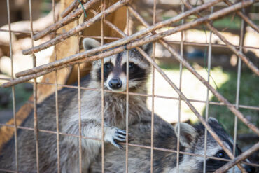 North Texas Wildlife Center racoon. Photography by Lauren Allen