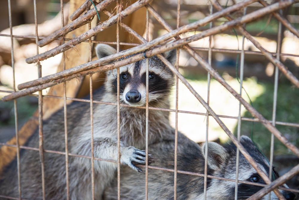 North Texas Wildlife Center racoon. Photography by Lauren Allen